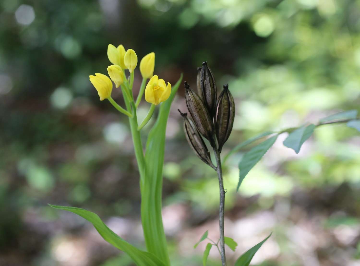 Слика од Cephalanthera falcata (Thunb.) Blume