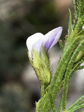 Imagem de Psoralea kougaensis