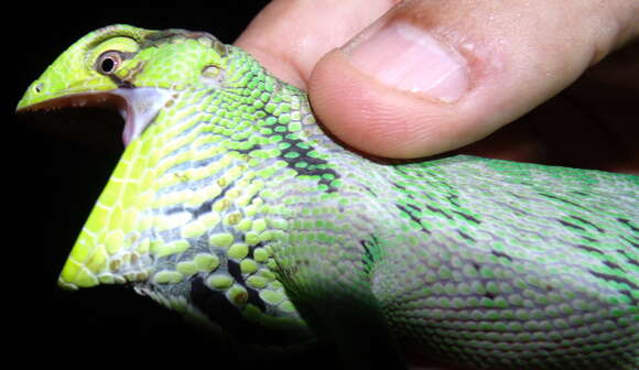 Image of Berthold's Bush Anole