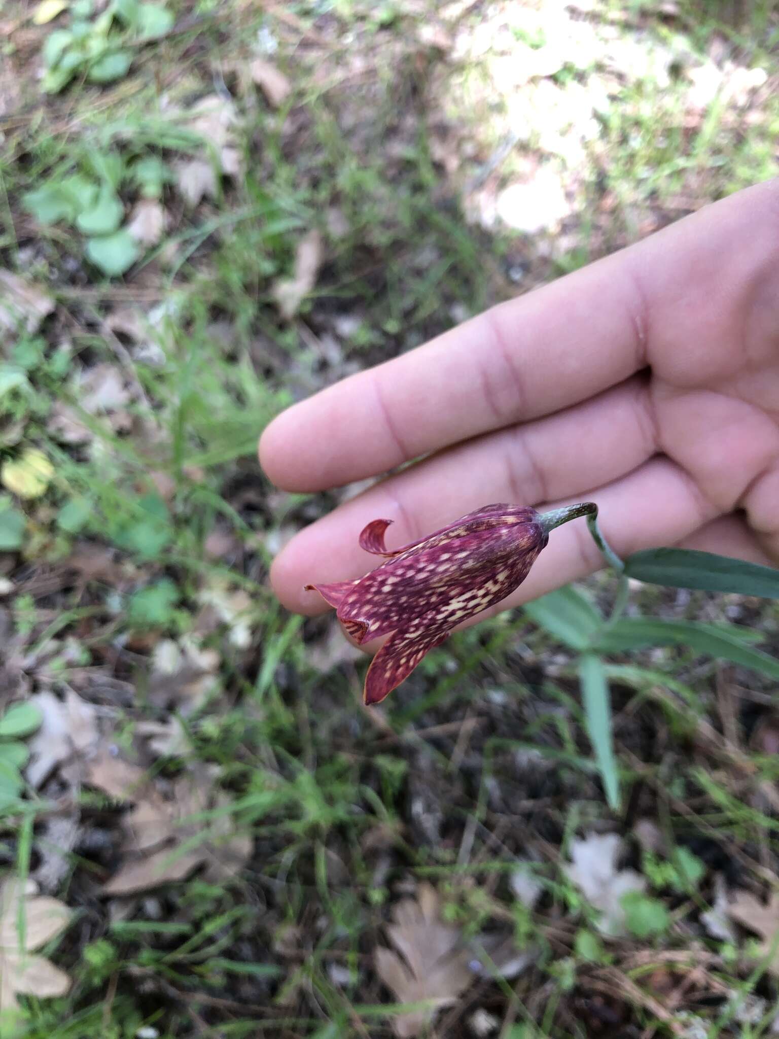 Image of Gentner's fritillary