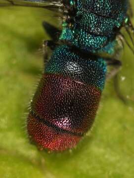 Image of <i>Chrysis immaculata</i>