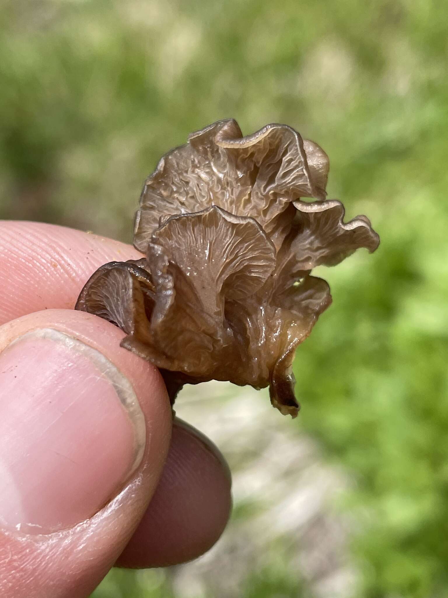 Image de Arrhenia spathulata (Fr.) Redhead 1984