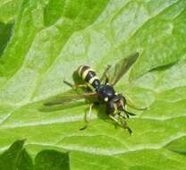 Image of Conops flavipes Linnaeus 1758