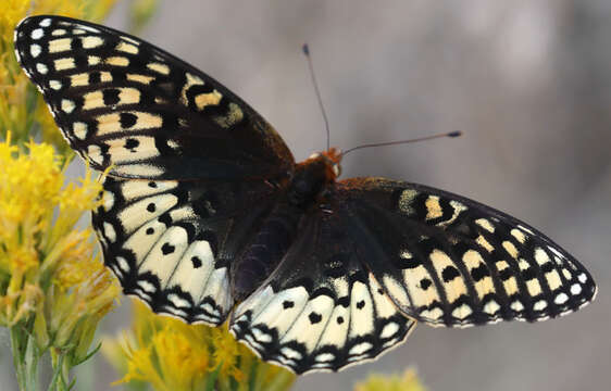 صورة Speyeria nokomis Edwards 1862