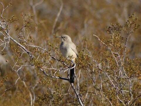 Image of Le Conte's Thrasher