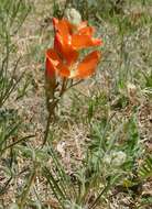 Image of scarlet globemallow