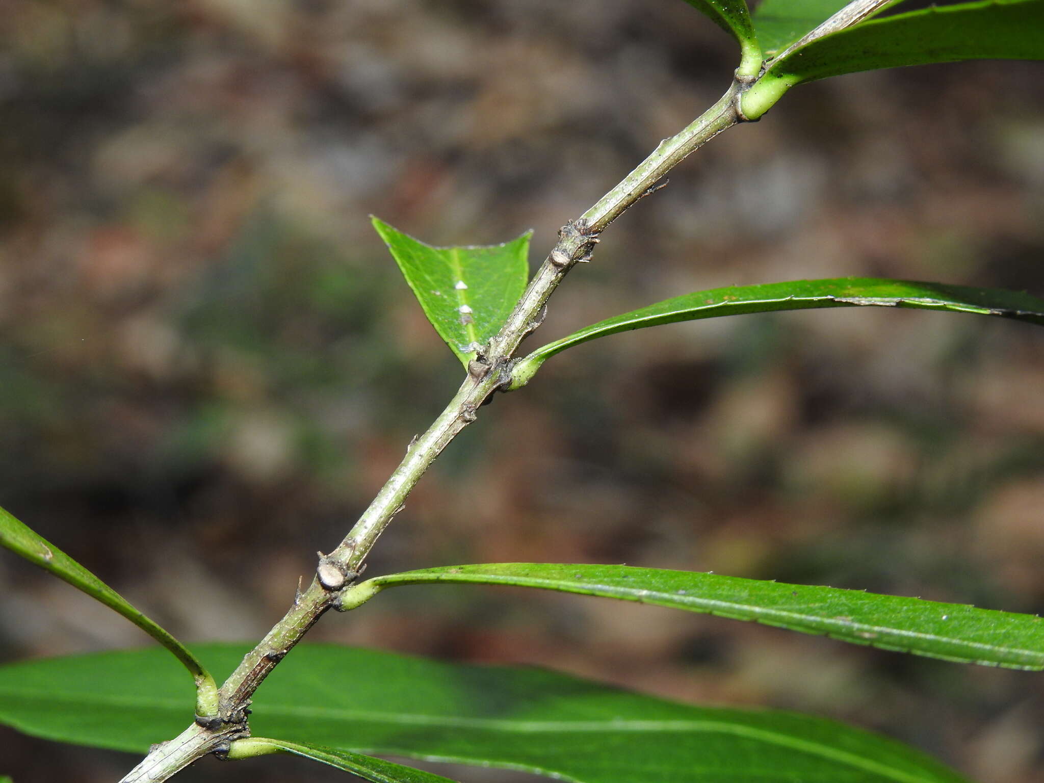 Image of Denhamia celastroides (F. Müll.) L. W. Jessup