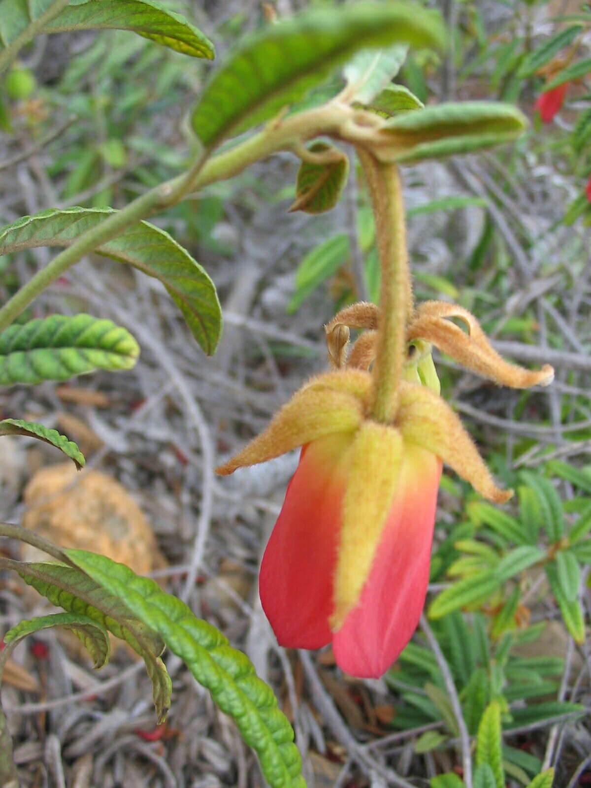 Image of Dubouzetia campanulata Panch. ex Brongn. & Gris