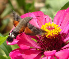 Image of Macroglossum gyrans Walker 1856
