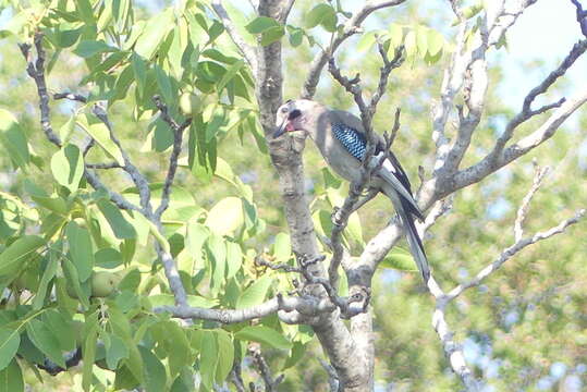 Imagem de Garrulus glandarius anatoliae Seebohm 1883