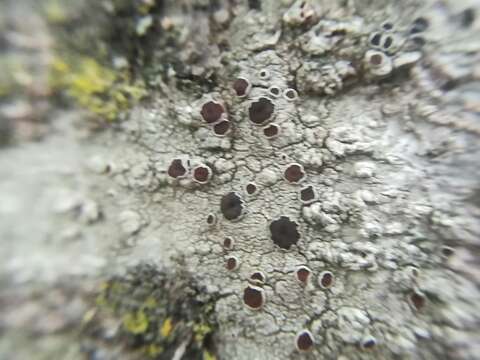 Image of Bumpy rim-lichen;   Rim lichen