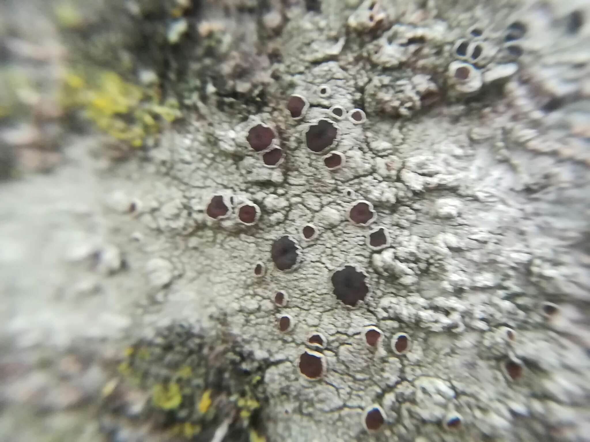 Image de Lecanora hybocarpa (Tuck.) Brodo