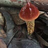 Image of Austroboletus lacunosus (Kuntze) T. W. May & A. E. Wood 1995