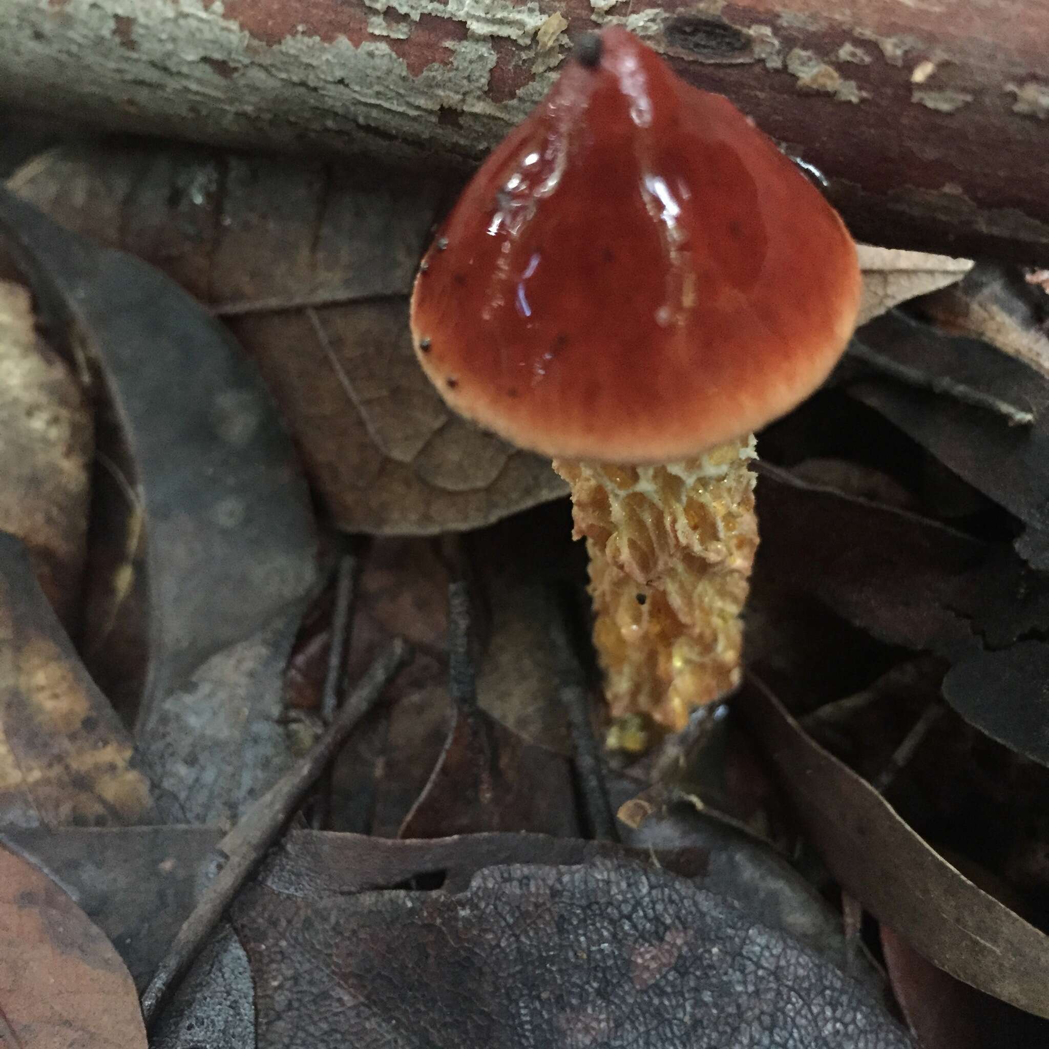 Image of Austroboletus lacunosus (Kuntze) T. W. May & A. E. Wood 1995