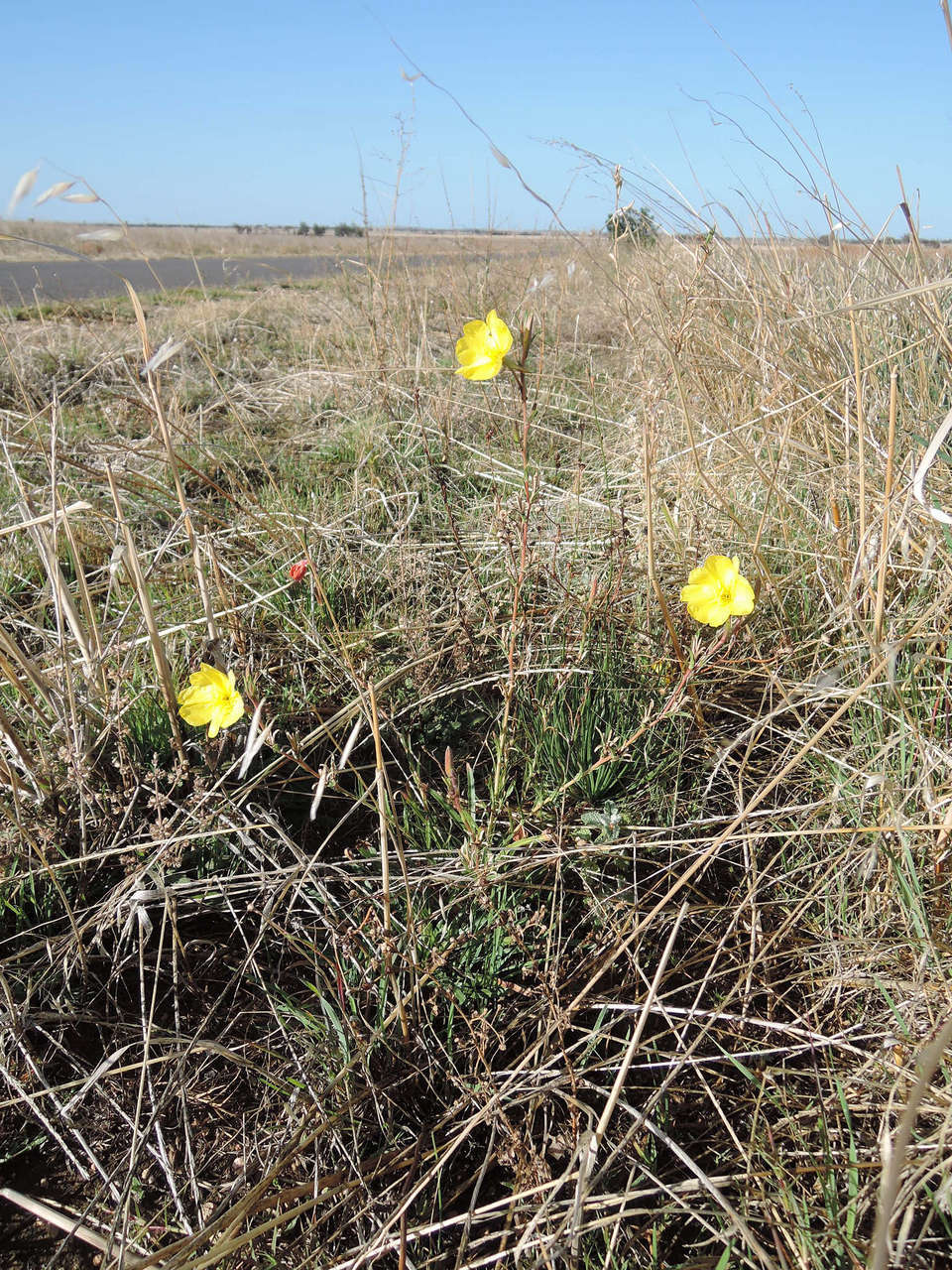 Sivun Oenothera stricta subsp. stricta kuva