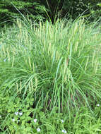 Image of Fringed sedge