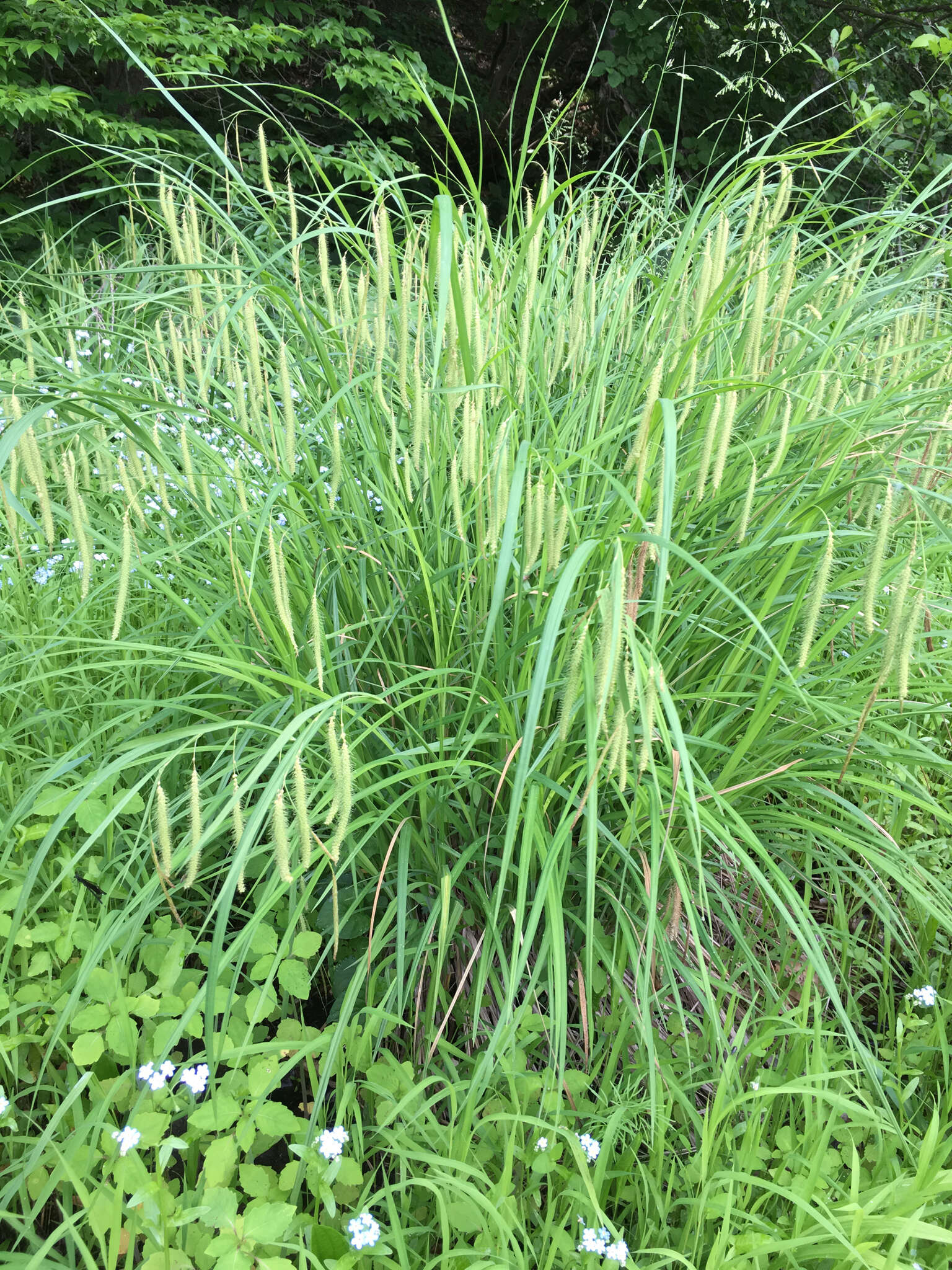 Image of Fringed sedge