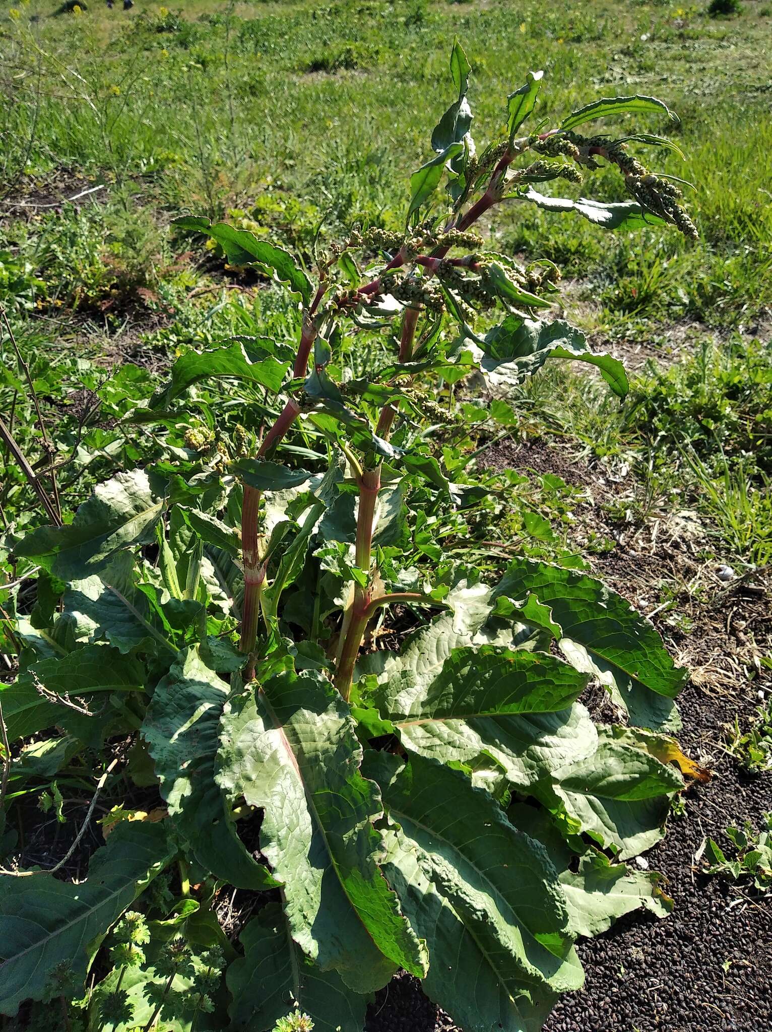 Image of Rumex patientia subsp. orientalis Danser