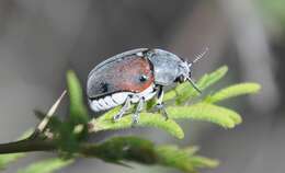 صورة Megalostomis (Pygidiocarina) dimidiata Lacordaire 1848