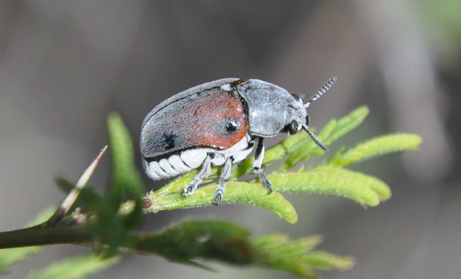 Слика од Megalostomis (Pygidiocarina) dimidiata Lacordaire 1848