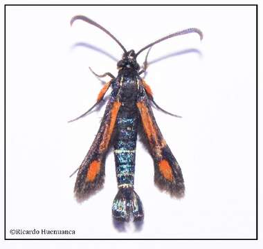 Image of <i>Carmenta aerosa</i>