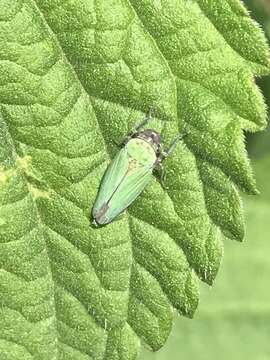 Imagem de Chlorogonalia losoplanensis (Schroder 1959)