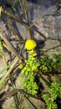 Image of Oncosiphon sabulosum (Wolley Dod) M. Källersjö