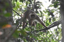 Image of White-fronted Capuchin