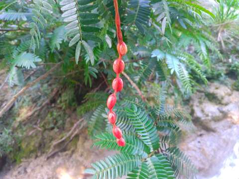 Sivun Cojoba graciliflora (S. F. Blake) Britton & Rose kuva