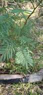 Acacia parramattensis Tindale的圖片