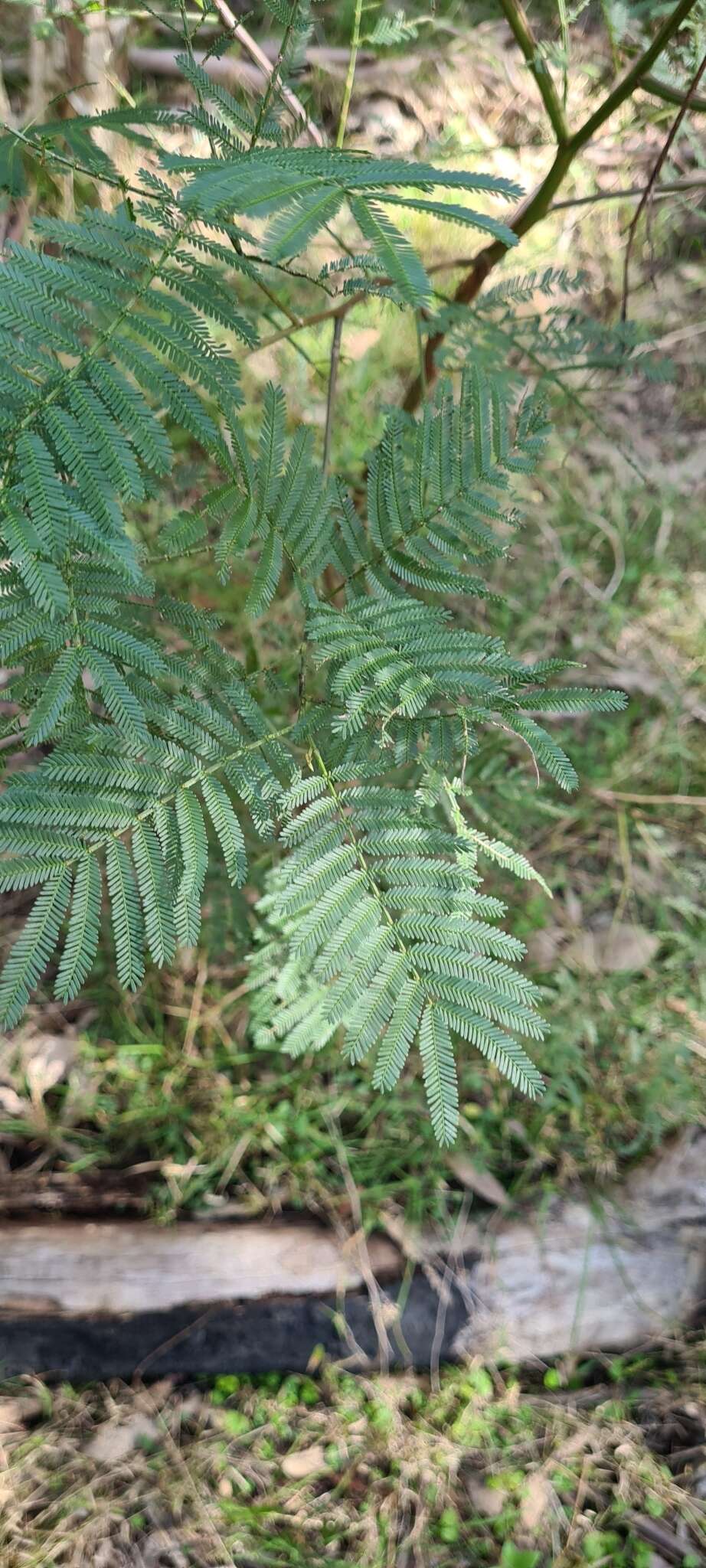 Acacia parramattensis Tindale的圖片