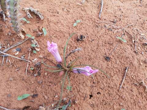 Слика од Ipomoea bolusiana Schinz