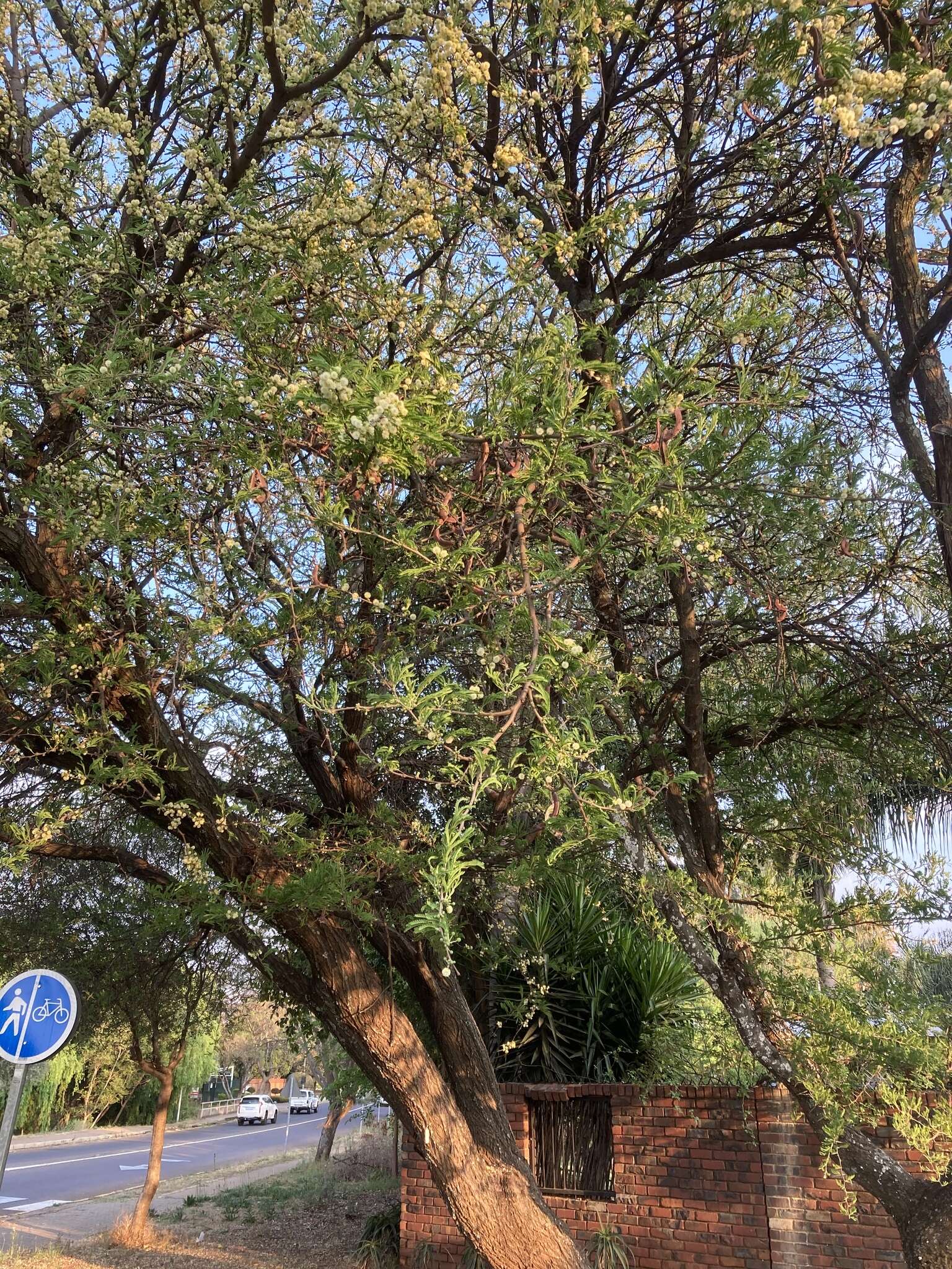 Imagem de Vachellia robusta (Burch.) Kyal. & Boatwr.