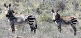 Image of Cape mountain zebra