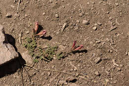 Image of Argylia adscendens DC.