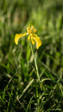 Image of Cypella armosa Ravenna