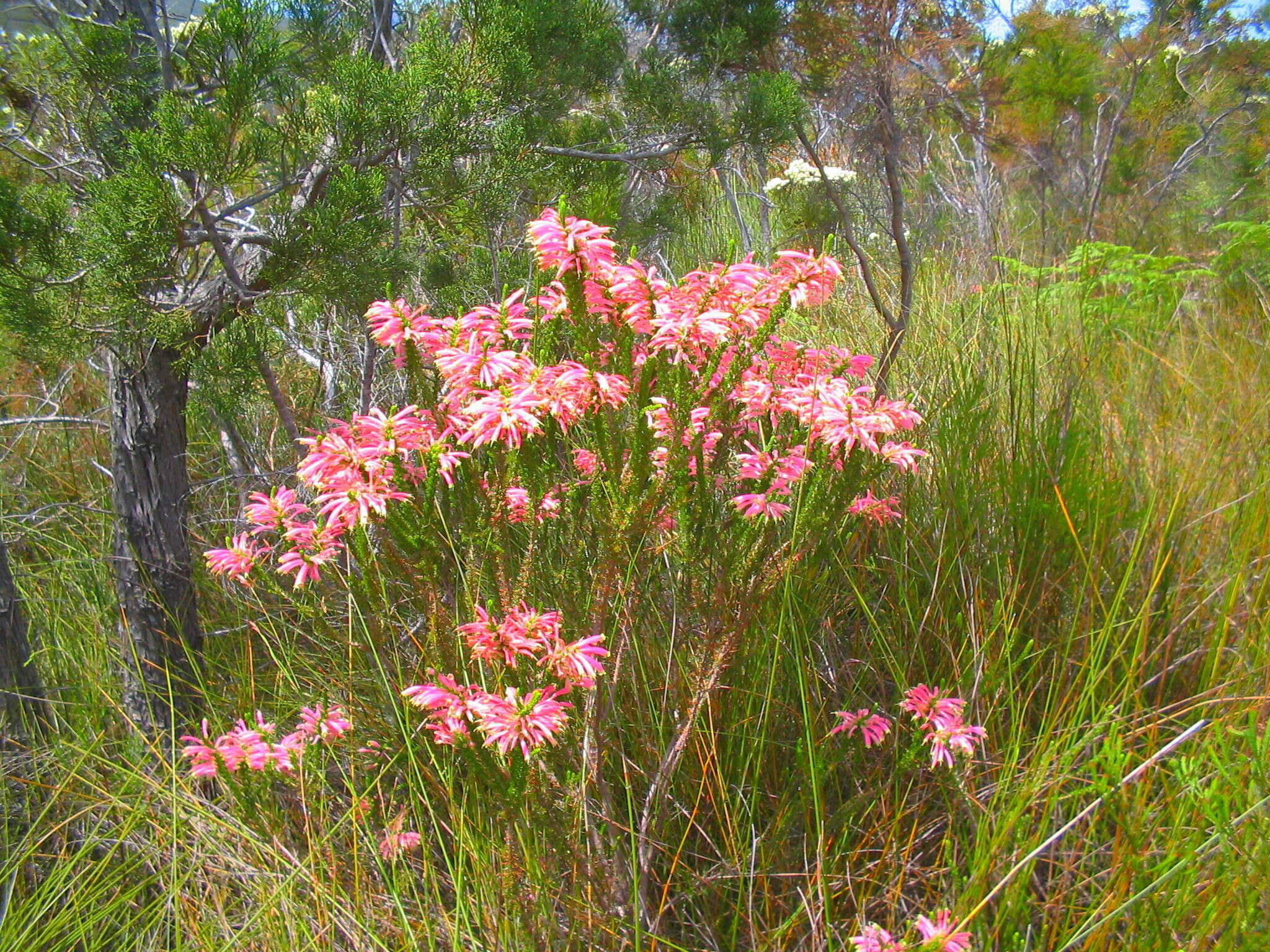 Image of Erica densifolia Willd.