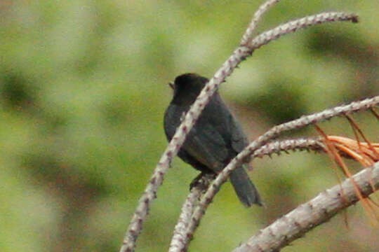 Image of Black Flower-piercer