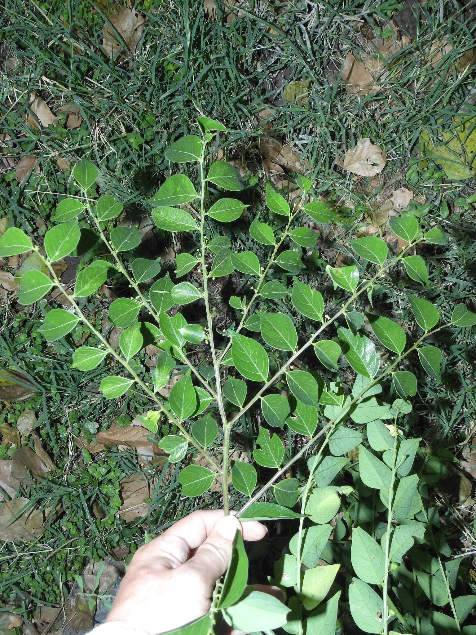 Image de Phyllanthus acuminatus Vahl