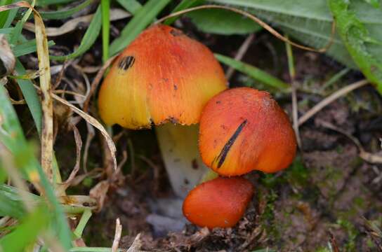 Image of Hygrocybe nigrescens (Quél.) Kühner 1926