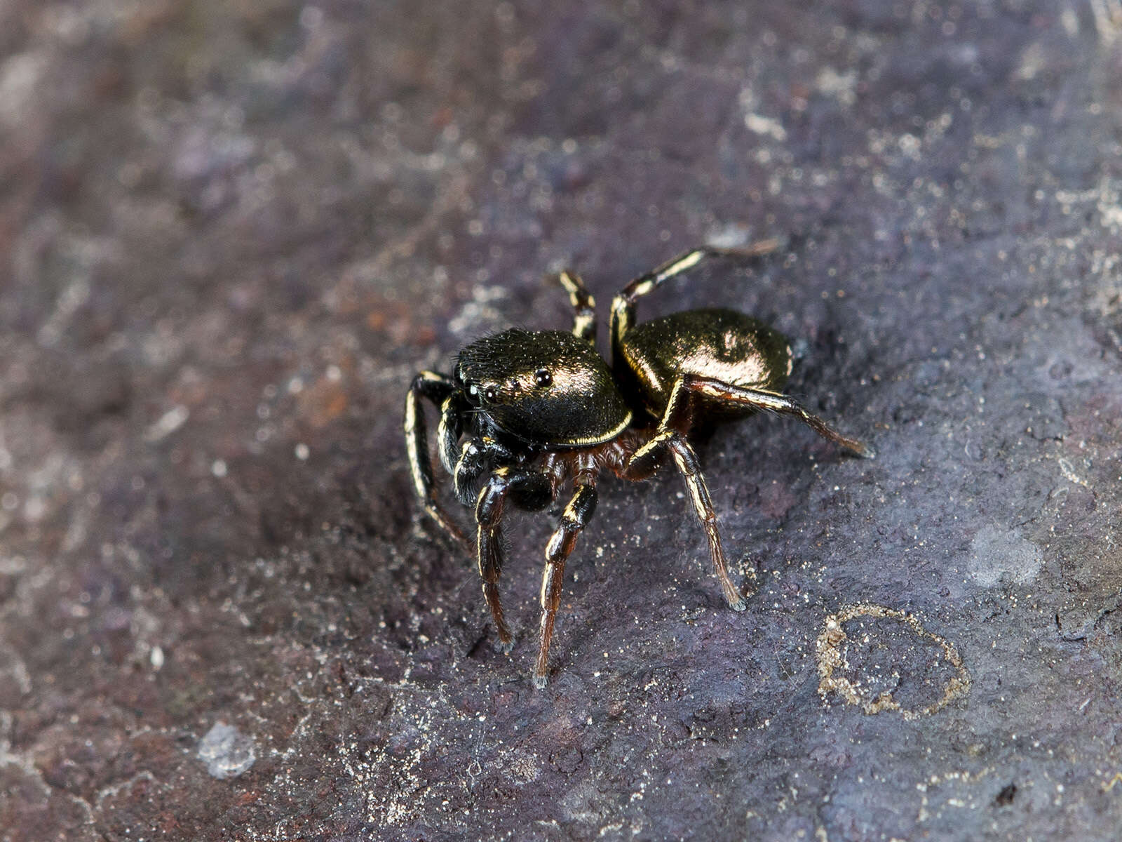 Image of Heliophanus auratus C. L. Koch 1835