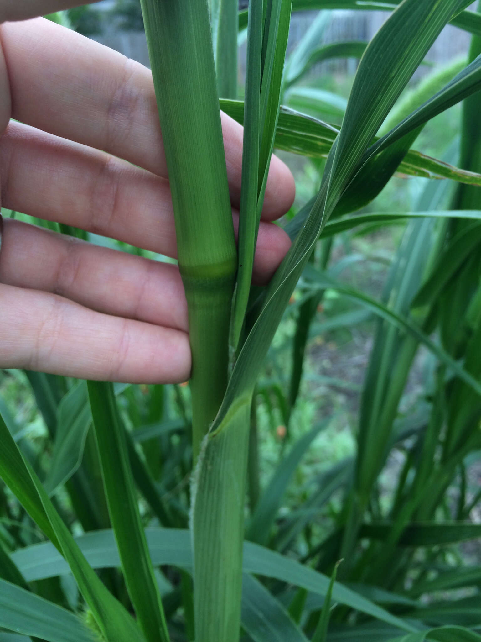 Image of Giant Bristle Grass