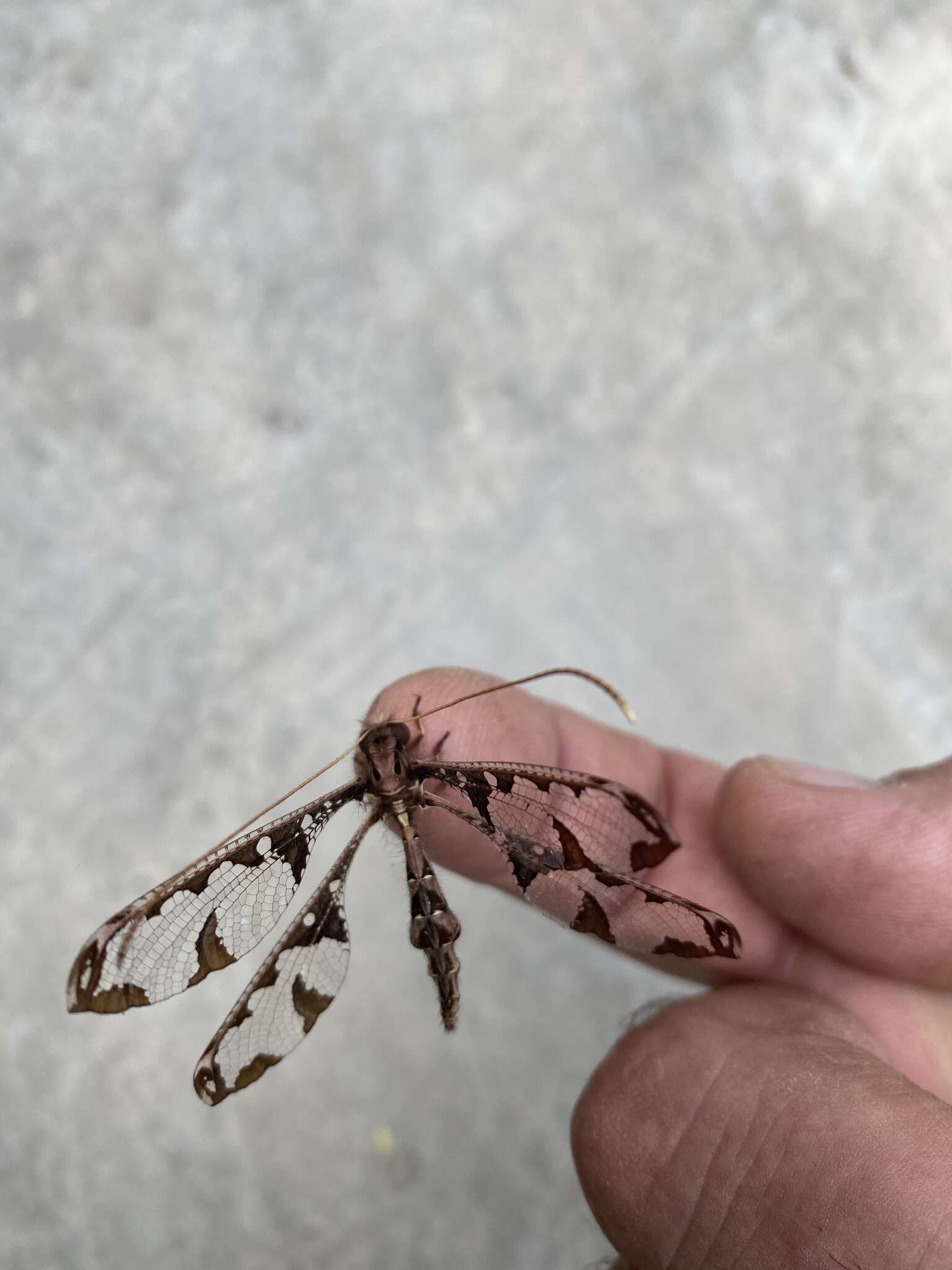 Image of Blotched Long-horned Owlfly