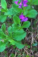 Primula latifolia subsp. graveolens (Hegetschw.) Rouy resmi