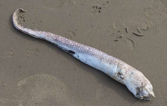 Image of Blackedge Moray