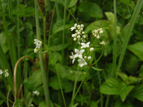 Plancia ëd Galium debile Desv.