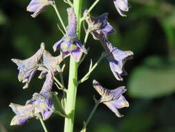 Sivun Delphinium glaucum S. Wats. kuva