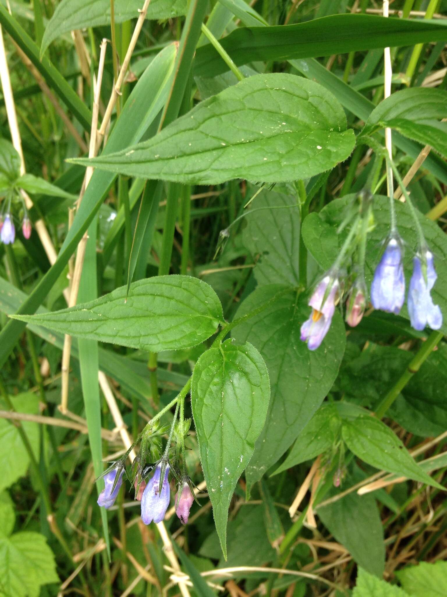 Imagem de Mertensia platyphylla A. A. Heller