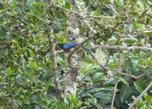 Image of Blue-backed Conebill