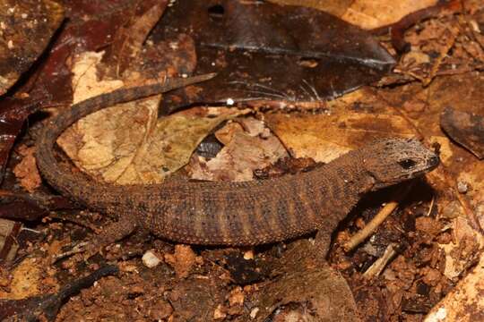 Image of Prickly Forest Skink